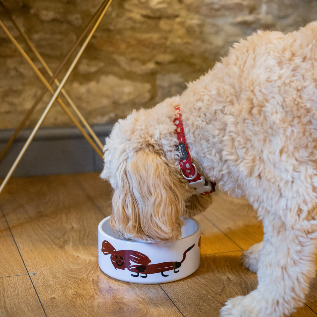 Dog Bowl